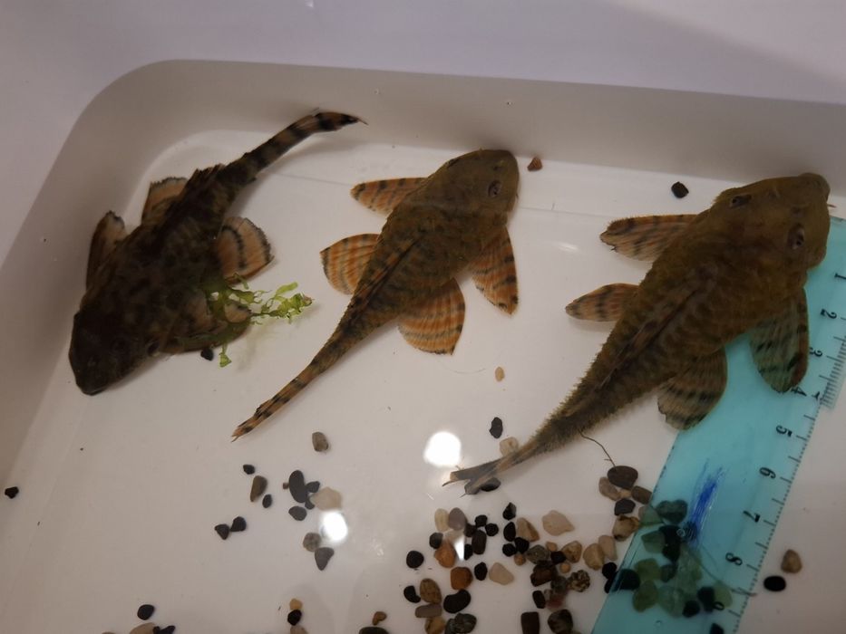 Звездни сомчета,воални анцитруси