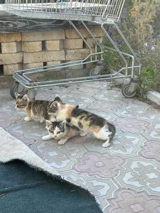 Котятя в добрые руки