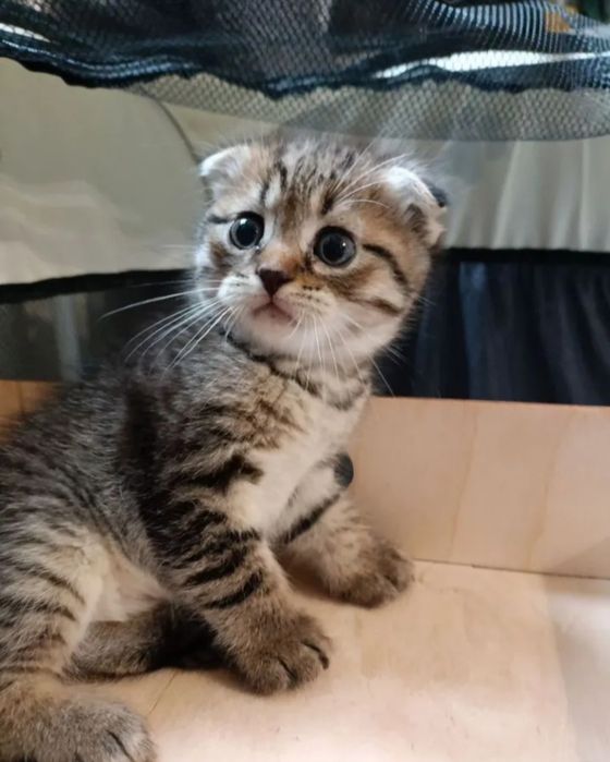 Шотландский вислоухий котёнок
