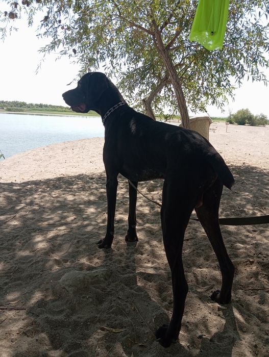 Курцхаар вязка бесплатно