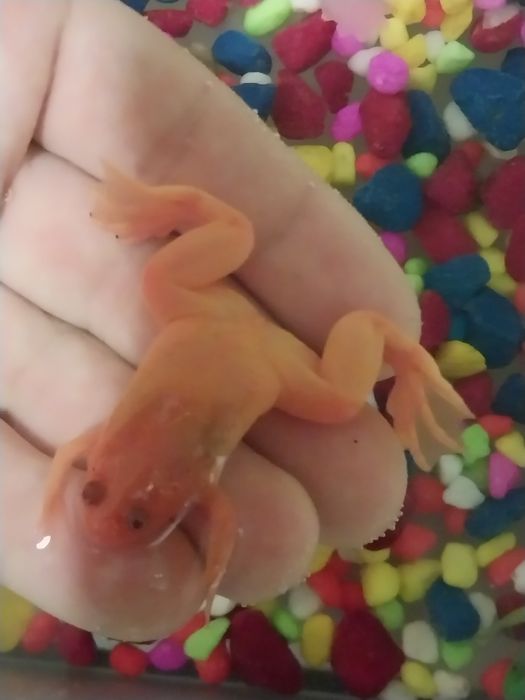 Лягушки цветные аквариумные