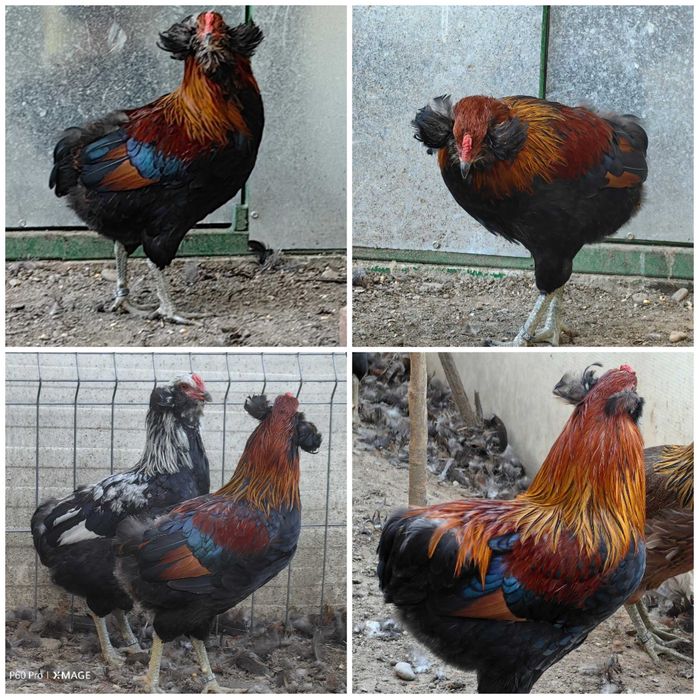 Cocosi cu favoriti rasa pura araucana argintiu potarnichiu gat auriu