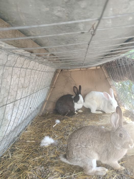 Iepuri românești