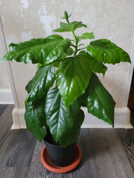Продам китайскую розу гибискус