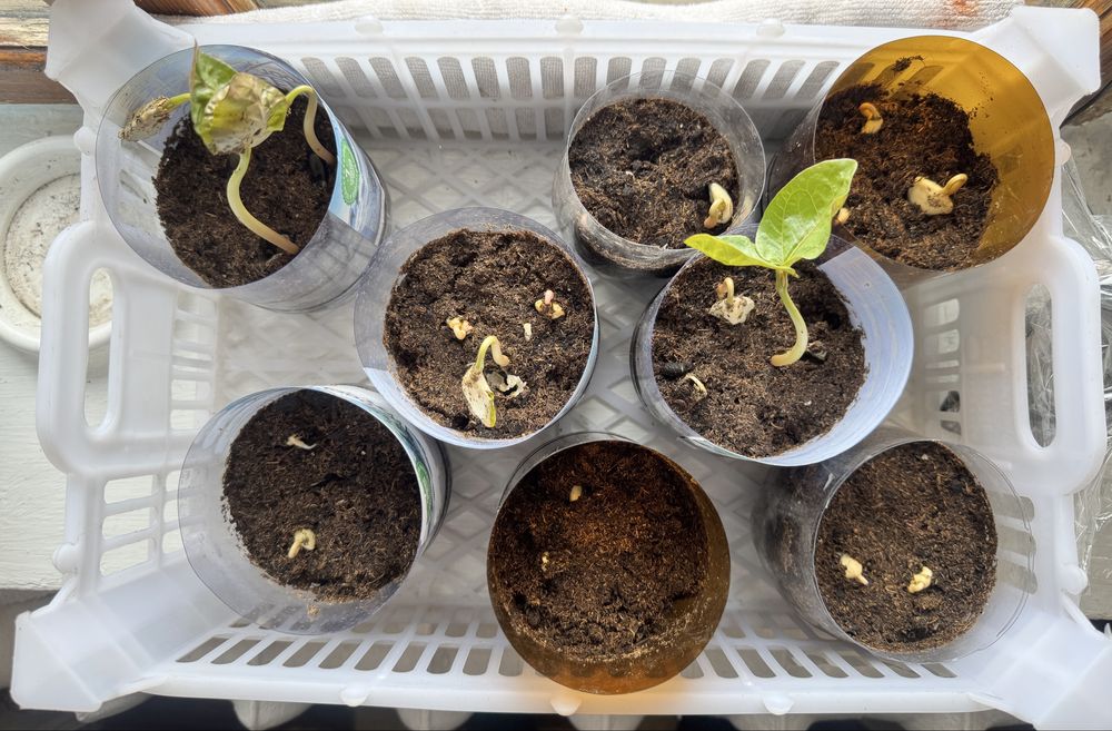 Продаю семена клещевины