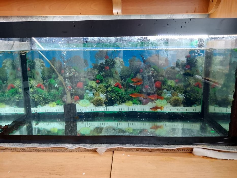 Аквариум с рыбками
