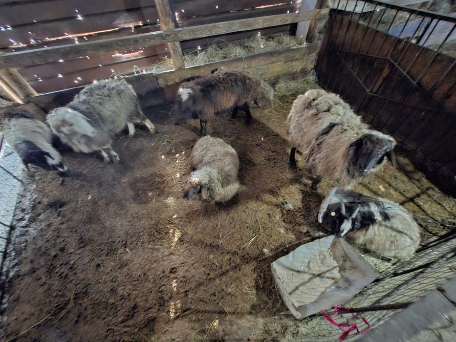 Продаю баранов!!!