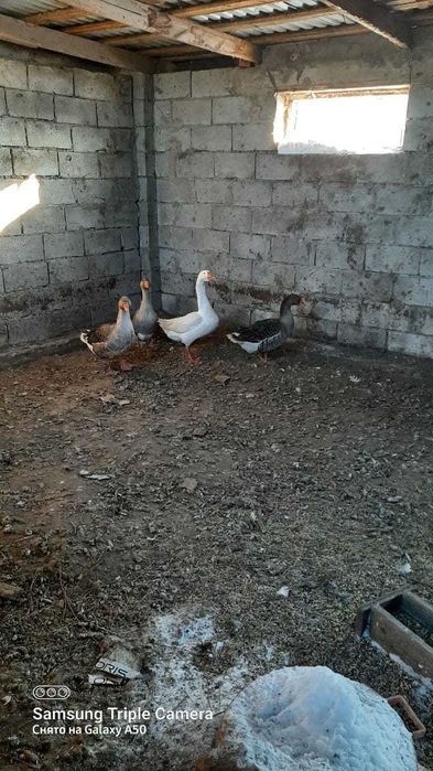 Продам домашних гусей на развод