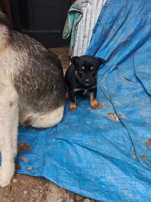 Отдам щенков в добрые руки