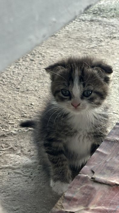 Продаются 3 котята