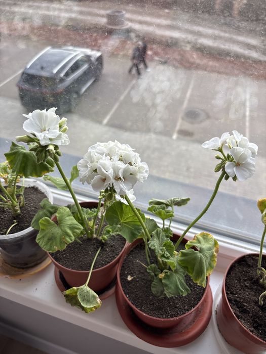 Продам герань пиларгония