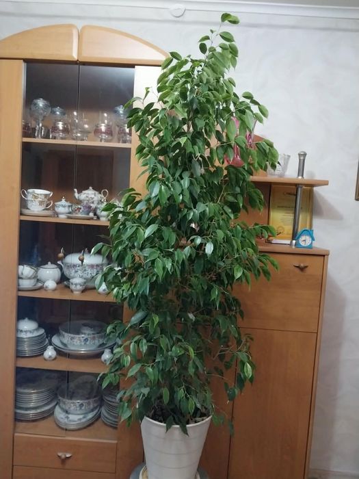 Фикус Бенджамина цветок растение