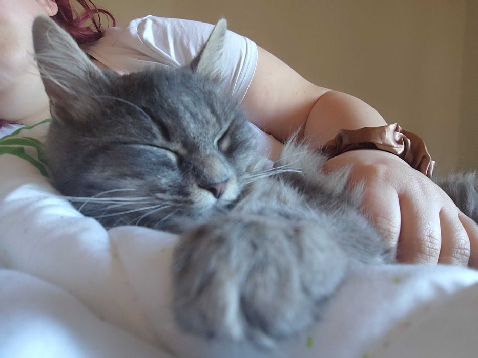 Petsitting & dresaj caini - experienta cu caini dificili/ anxiosi