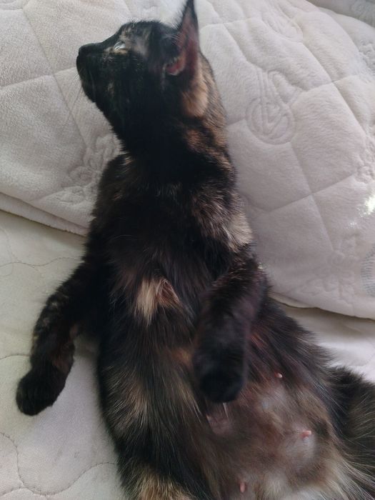 отдам кошку в добрые руки