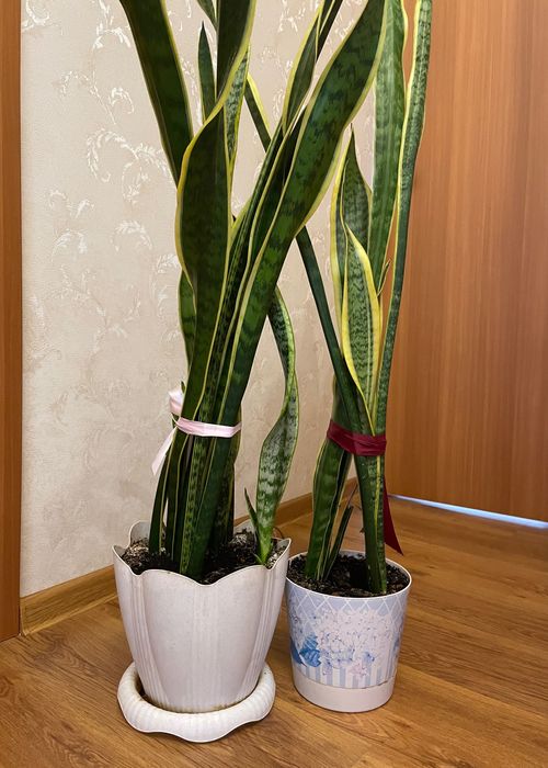 Комнатные растения