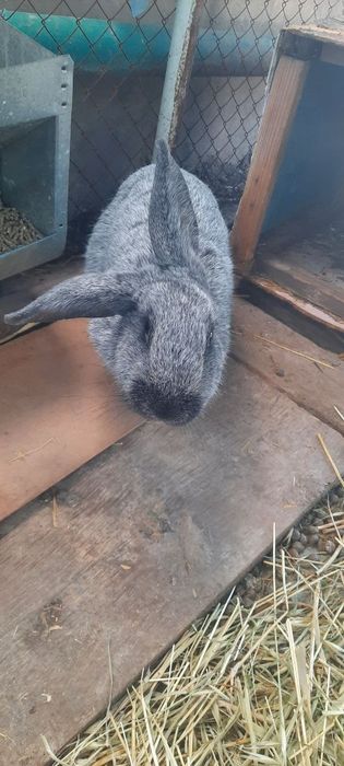 продаётся самка  кролик беременная  кора должно родит