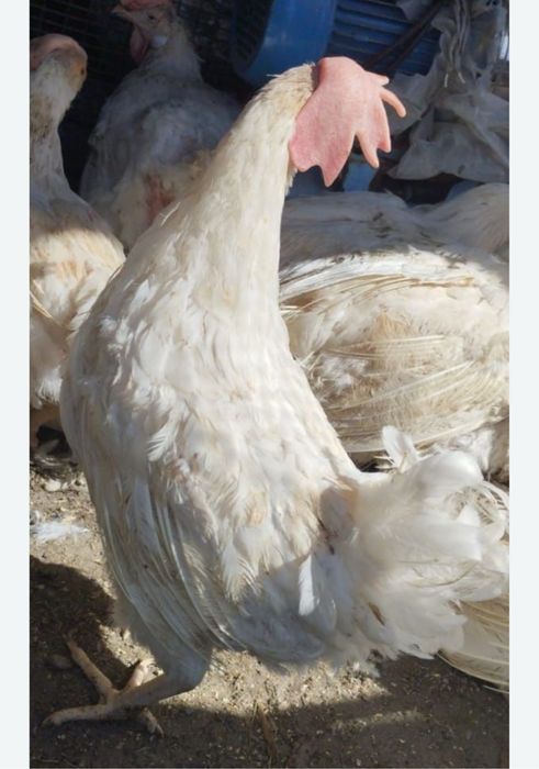 Куры несушки Леггорн и петушки