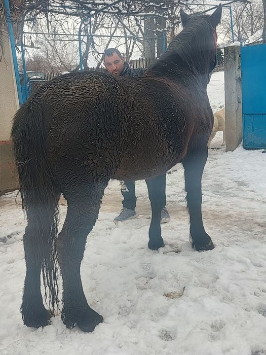 Vând mânză de 3 ani foarte blândă mai multe detalii la tel