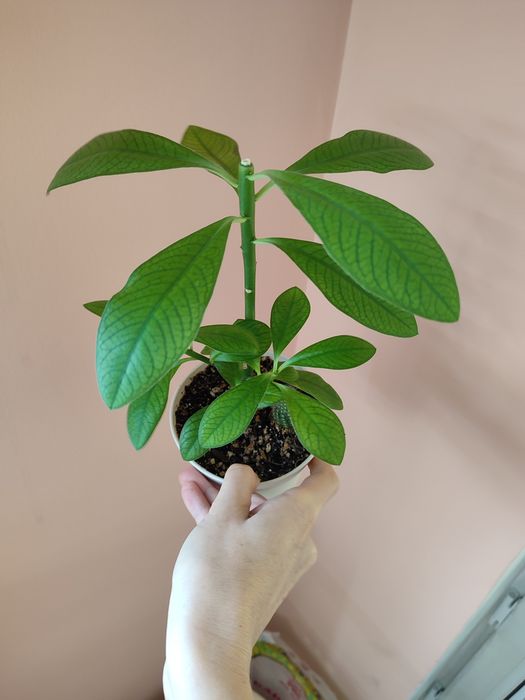 Цветы ухоженные недорого