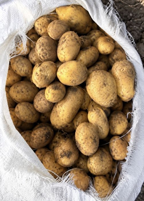Продам картошку(картофель)