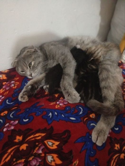 Chiroyli mushuk sotiladi