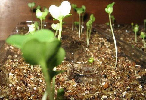 Биоперегной Вермикулит