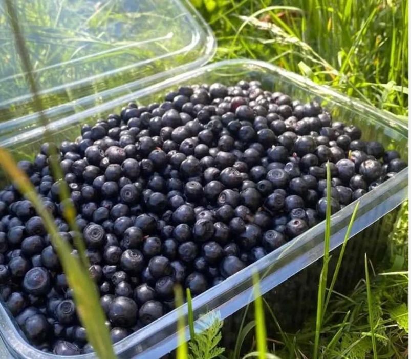 Afine coapte de munte , proaspăt culese afine la kg