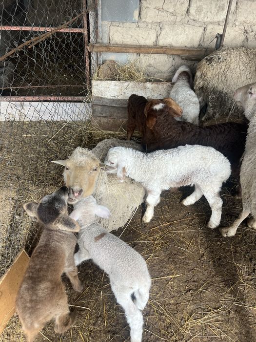 Қозылы қойлар сатылады