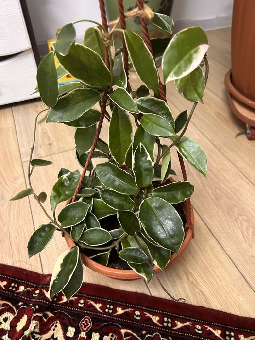 Хоя вариегатная, очень красивая