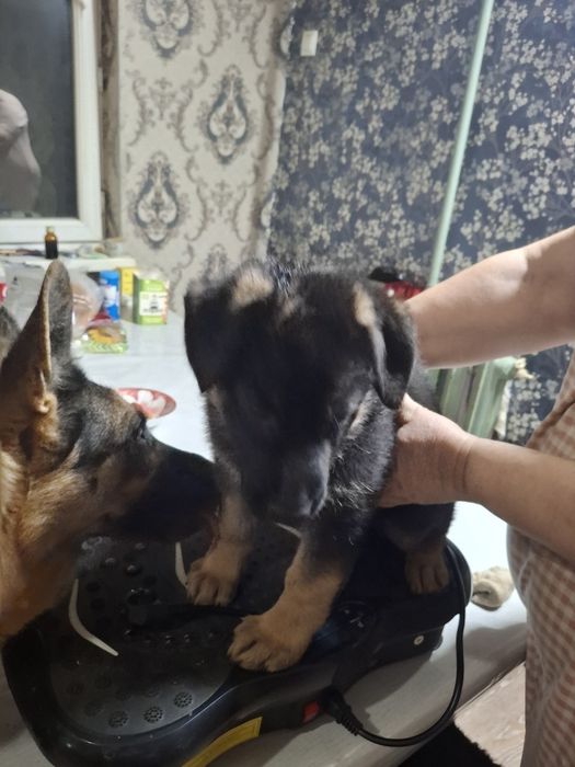 Продажа  овчарки