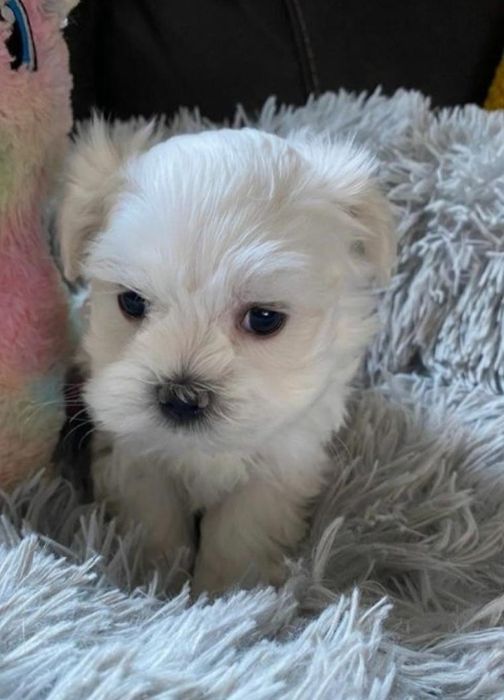 Bichon Maltese cu pedigree