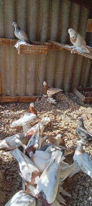 голубь породы: капкан-чини, сочи, уды, Тасман.Продаются.