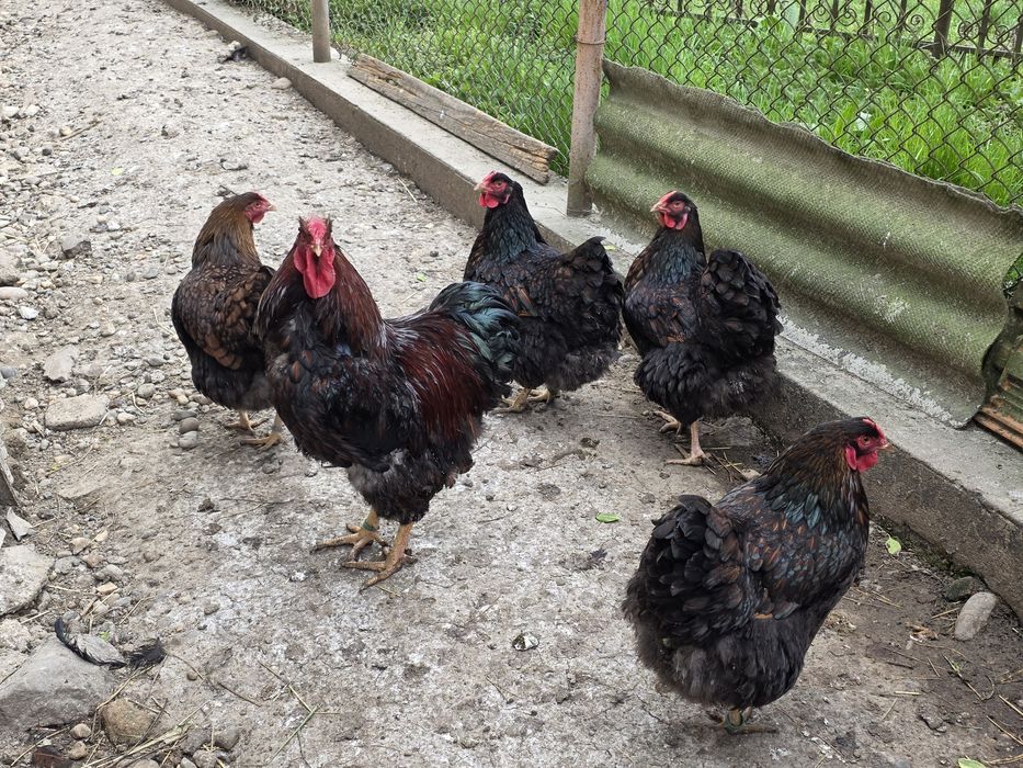 Găini și cocoși de rasă Wyandotte roșu negru