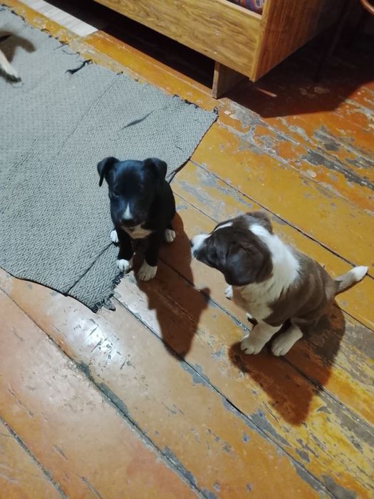 Щенята в добрые руки, 2 месяца