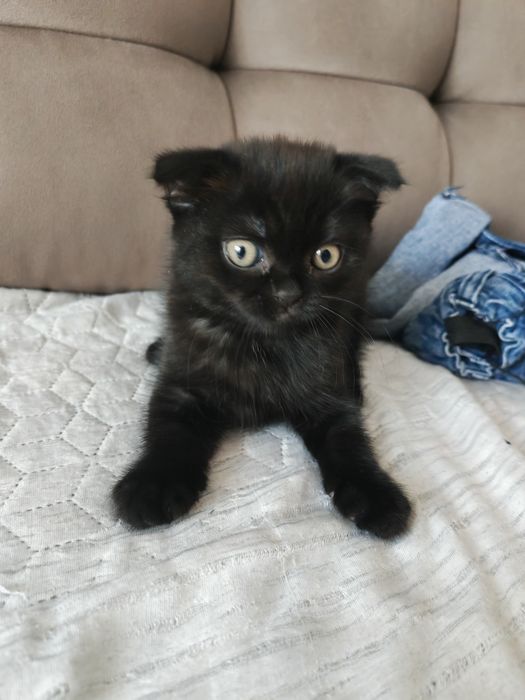 Продам двух вислоухих котят.