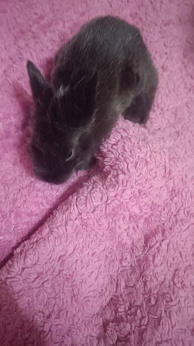 Продам карликовых кроликов