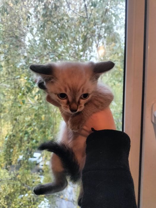 Отдаем котят в добрые руки