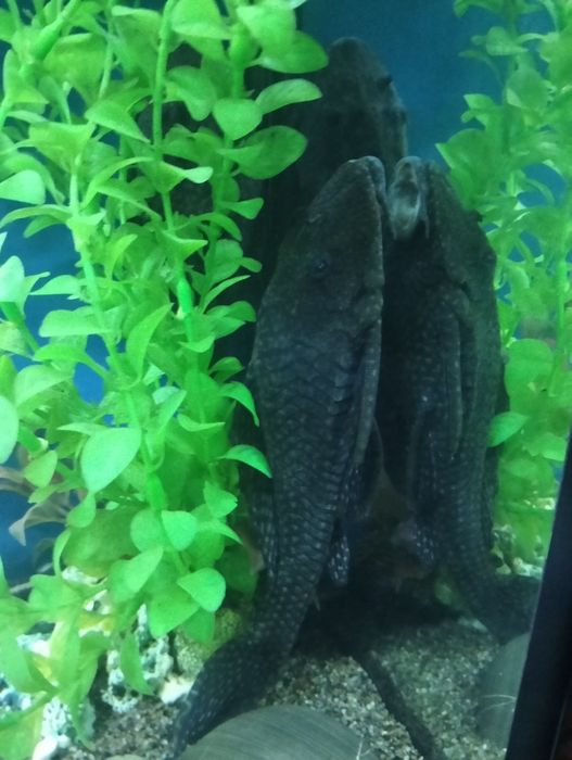 Продам анцитруса.