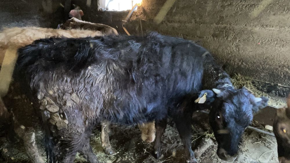 Продам годовалых телочек 2 шт.