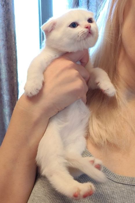 Шотландские котята