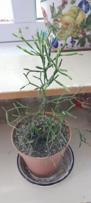 Продам цветы домашние
