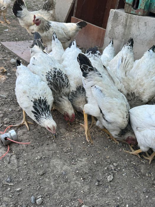 Тауык сатылады. Продам