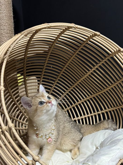 Золотая шиншилла шоу класса