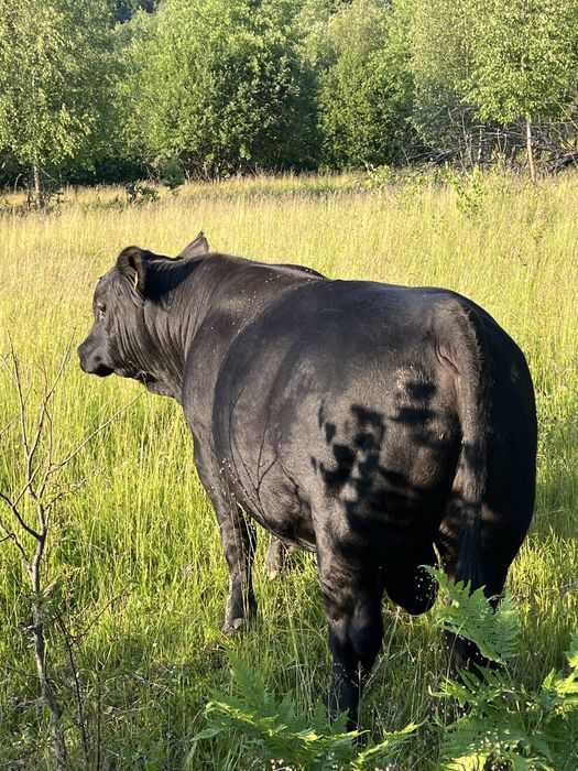 Taur angus cu juninca