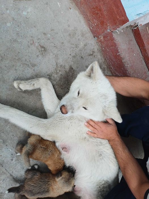 Хатико кучуклари сотилади бир ойлик