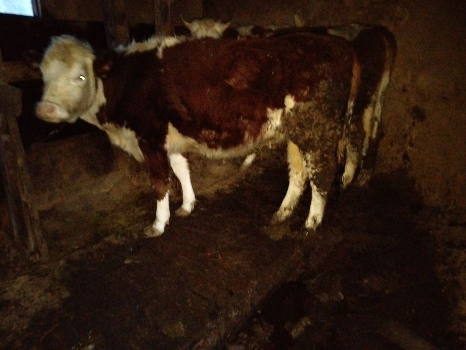 Қашар сатам продам