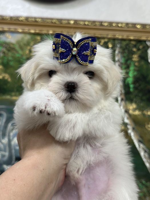 Супер малыши мальтезе