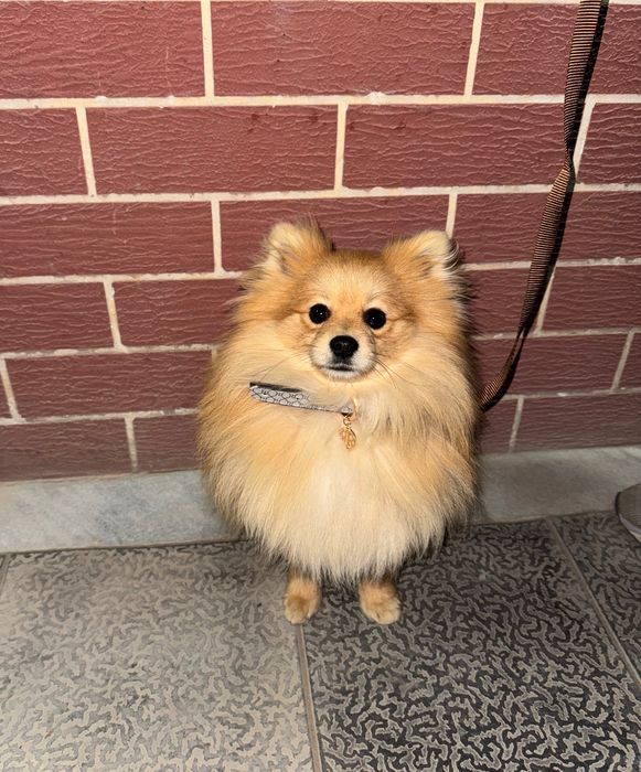 ВЯЗКА  Померанский шпиц