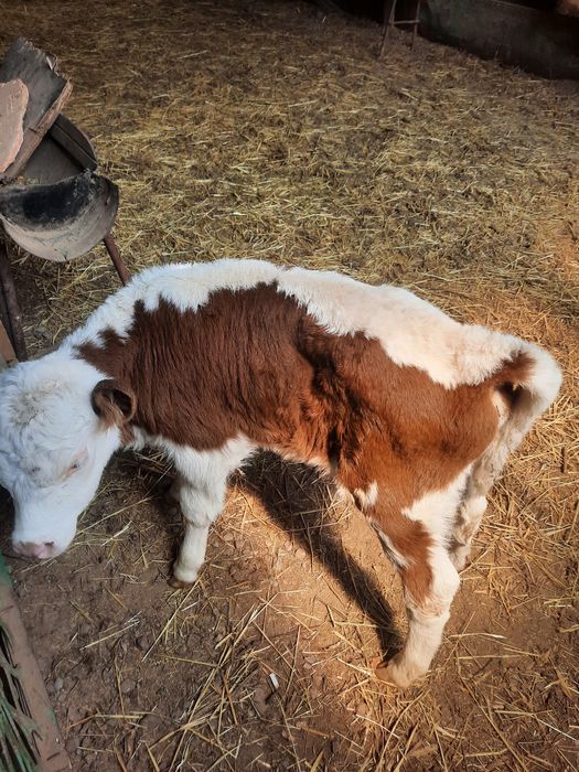 Продам тёлочку бычка