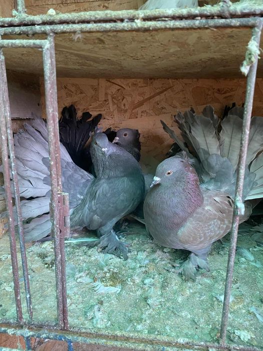 Porumbei ornament de vânzare